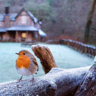 Photograph by Mark Asprey showing a Robin (bird) at Watersmeet near Lynmouth, North Devon.