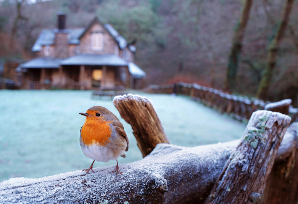 Photograph by Mark Asprey showing a Robin (bird) at Watersmeet near Lynmouth, North Devon.