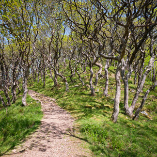 Photograph by Mark Asprey of the footpath from Watersmeet to Countisbury in the Exmoor National Park.