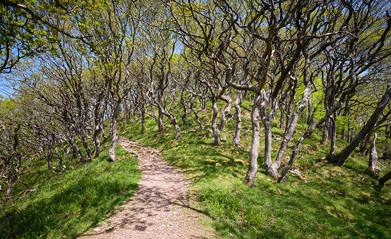 Photograph by Mark Asprey of the footpath from Watersmeet to Countisbury in the Exmoor National Park.