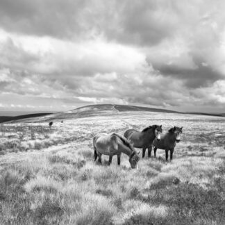 Photograph of Exmoor Ponies on Dunkery Beacon, Exmoor.
