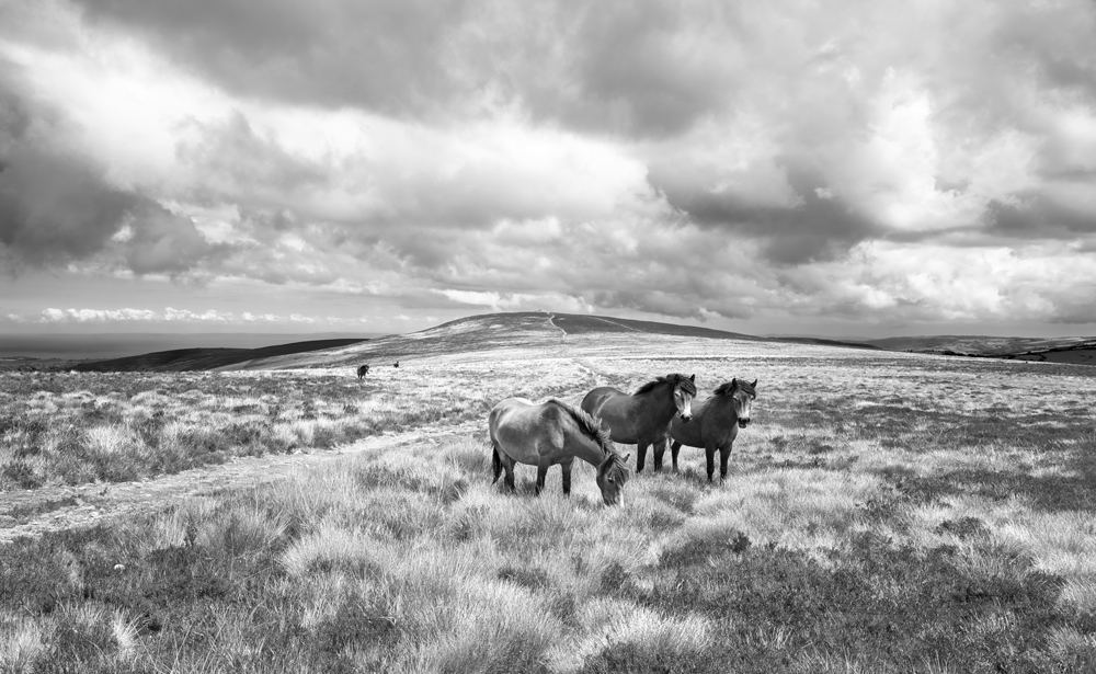 Photograph of Exmoor Ponies on Dunkery Beacon, Exmoor.