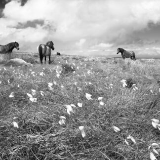 Black and white photograph of Exmoor Ponies on Dunkery Beacon by Mark Asprey.