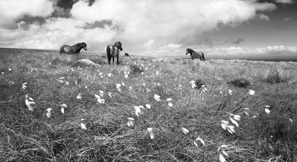 Black and white photograph of Exmoor Ponies on Dunkery Beacon by Mark Asprey.