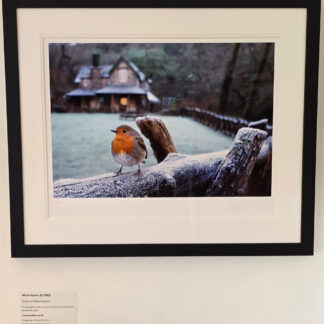 Mark Asprey photograph of a Robin at Watersmeet, Exmoor