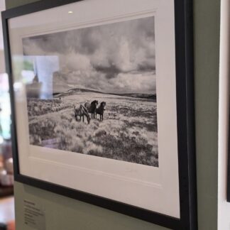 Framed photograph of Exmoor Ponies on Dunkery Beacon by Mark Asprey.